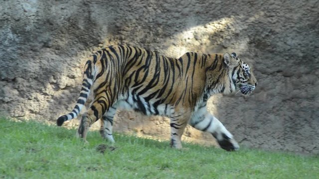 Sumatran Tiger in a natural park - Panthera tigris sumatrae