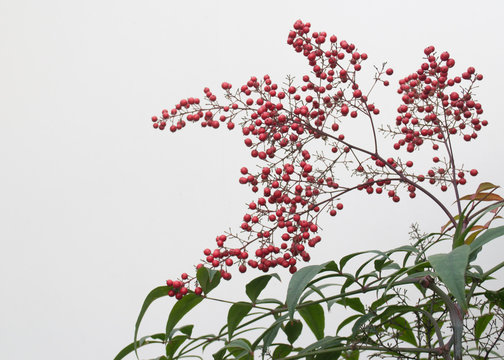Red berries against a white wall