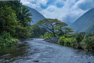 Monkeypod tree overhanging stream in Hawaiian valley