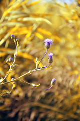yellow grass and Thistle flowers - a background