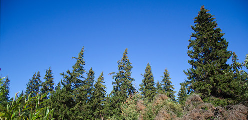 wind over the pine forest and the sky