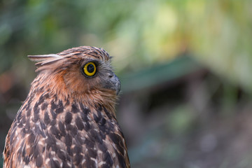 Buffy Fish Owl