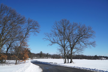 Winter landscape of tree in countryside near road after snow