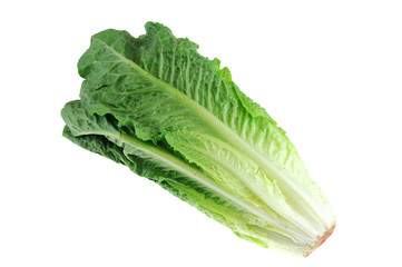 Fresh romaine lettuce isolated on white background