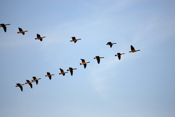 flying Canada gooses in group under blue sky