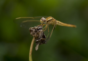 Dragonfly