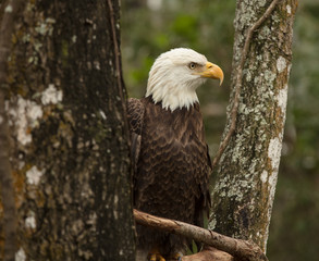 male bald eagle side profile 