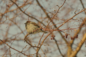 птица зимой в парке