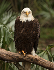 bald eagle is looking at you from his perch