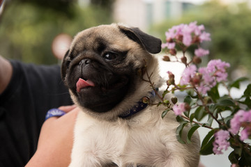 Cute baby pug playing in grass