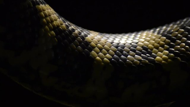 Diamond python snake scales passing in close up - Morelia spilota