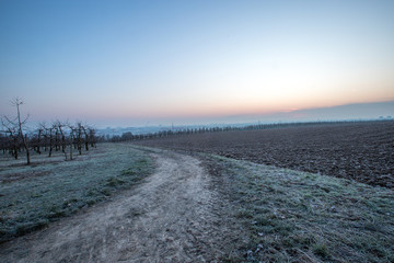Fototapeta na wymiar Wintermorgen in den Feldern Rheinhessens