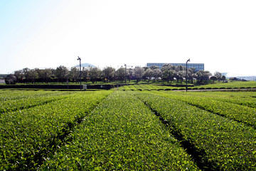 Obraz premium Jeju's green tea field