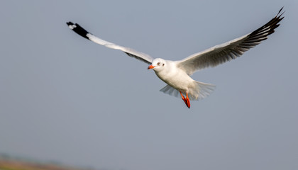 Photo of Sea Seagull Flying, Shot at Bhigwan Bird Sanctuary, Maharashtra, India