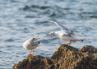 Seagull flying over the sea