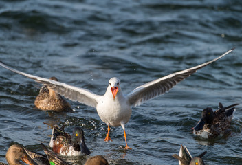 Seagull flying over the sea
