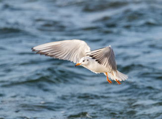 Seagull flying over the sea