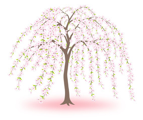 Obraz premium 桜 枝垂桜 シダレザクラ 白背景