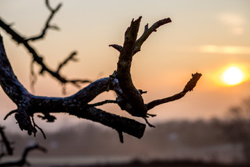 Abgestorbener Ast an einem Wintermorgen in den Feldern Rheinhessens
