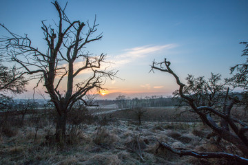 Wintermorgen in den Feldern Rheinhessens