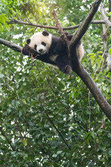 Naklejka premium Giant panda baby nad drzewem.