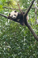 Crédence de cuisine en verre imprimé Panda Giant panda baby over the tree.