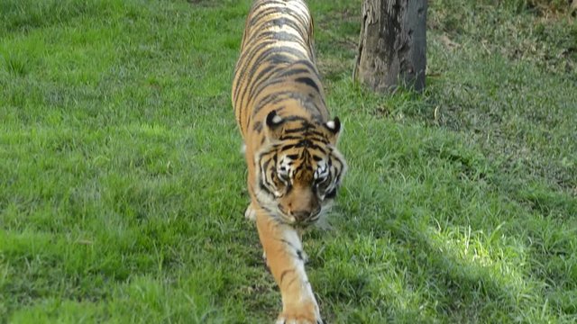 Sumatran Tiger - Panthera tigris sumatrae