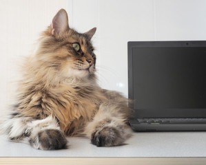 shaggy cat with laptop. concept of computer consultation