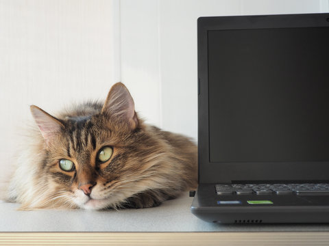 shaggy cat with laptop. concept of computer consultation