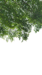 Fototapeta premium Isolated tree on white background.