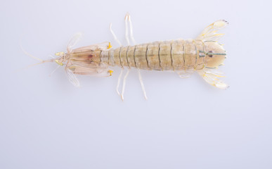 shrimp or raw mantis shrimp on the background.