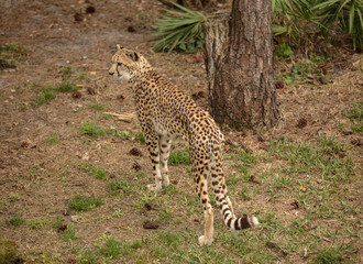 cheetah looking out of the serengeti