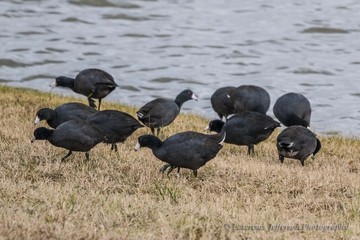 American Coots in Pearland!