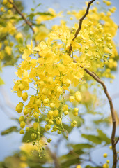 National tree of Thailand Golden Shower flowers on blue sky background