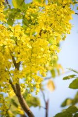 National tree of Thailand Golden Shower flowers on blue sky background