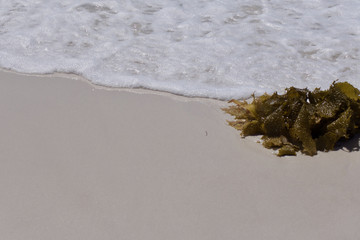 Seaweed on Hyams beach the whitest sand in the world
