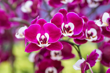 Purple orchid on the inflorescence in the garden.