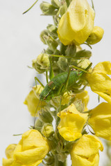 Great green grasshopper on divorced blossoms.