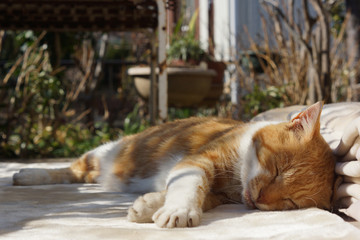 眠る茶猫