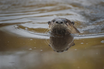 River otter swimming up stream