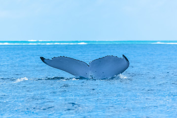Fototapeta premium Humpback whale swimming in the Pacific Ocean, tail of the whale diving 