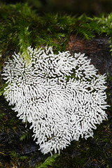 Coral slime mold or mould, Ceratiomyxa fruticulosa