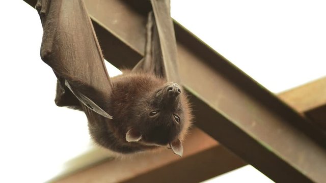 Indian flying fox bat and hanging on the roof - Pteropus giganteus