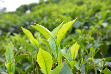 Green tea bud and fresh leaves. Tea plantations. Nature of Kerala, India