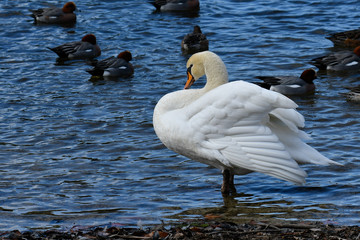 コブハクチョウ