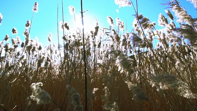Seeing the sun and light flares through a row of moving reeds.