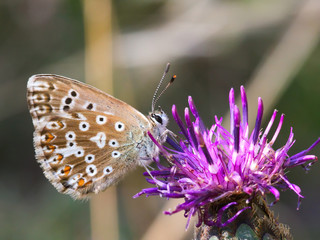 Bl&auml;uling sitzt auf einer Bl&uuml;te