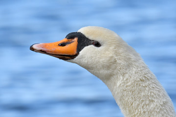 コブハクチョウ