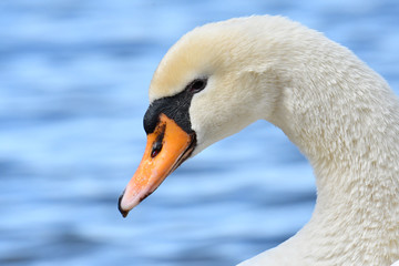 コブハクチョウ