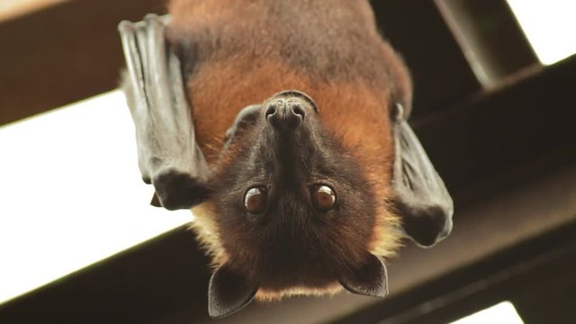 Bat trembling and hanging on the roof of an old building - Pteropus giganteus